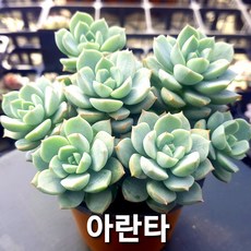 다육식물 예쁜 국민다육이 공기정화, 8번 [아란타]중품