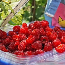 월악산 산딸기 생과 700g x 2팩 당일수확 산지직송