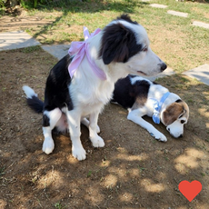 애견 패션소품 반려동물 개 고양이 여름 얼음, 블루