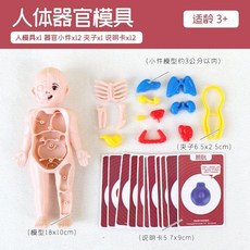 臺灣出貨 幼兒園兒童早教人體結構器官內臟拼裝模型玩具，科教身體擺件, 人體器官模型, 1個