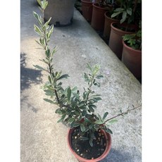 霏霏園藝 辣木盆栽 4吋盆, 1個