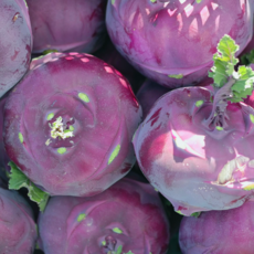 제주 산지직송 콜라비 로얄과 2kg 3kg 5kg 10kg, 1개