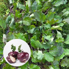 [오감] 콜라비 모종 텃밭 채소묘종, 21개