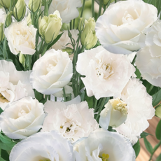 비그린몰 베란다 정원 꽃씨 -화사한 리시안셔스 씨앗 외 시리즈, 리시안셔스 퓨어 화이트 10립