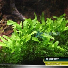 AC草影 迷你鐵皇冠 水草造景 新手水草 耐熱, 1個, 天賞 MIT水草CO2錠（50粒）