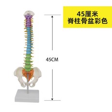모형 85cm 인체모형 해부학 뼈 병원 모형도 교육, A. 45cm 척추 골반 색상, 1개