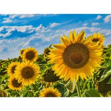 하루클래스 LED 캔버스형 보석십자수 집순이 취미 키트, 해바라기, 1개