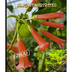 미니천사의나팔모종(오렌지)미니트럼펫, 1개