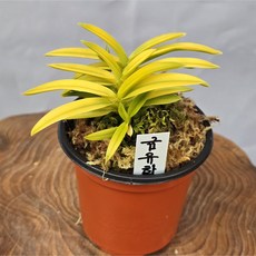 금유황 (230526-01) 풍란 부귀란, 1개