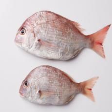 완도 반건조참돔 국내산 반건조 손질되어 편한 완도 자연산 제수용생선 도미 돔 500그람 이상, 1개, 420g 이상