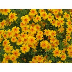 식용메리골드 씨앗 3색 소포장 대포장, 1개, 오렌지젬 20립