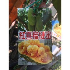 霏霏園藝 紅喜榴槤蜜 4吋盆, 1個