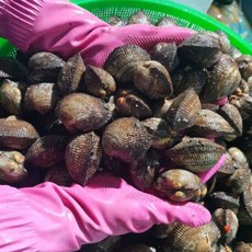 고흥 피조개 피꼬막 꼬막무침 3kg 35미 내외, 1개, 3kg내외(35미 내외)