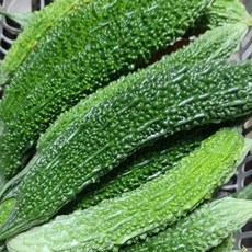 당일수확 아삭하고 신선한 생여주 고야, 1kg, 1세트