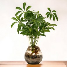 미미네아쿠아 수경 홍콩야자 만들기 DIY 세트 (S), 1개