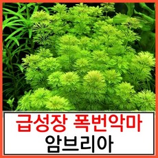 수초하우스) 암브리아(급성장종), 8개