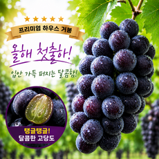 [첫출하특가] 헤드스톤 프리미엄 하우스 거봉, 1개, 1kg (2~3수)