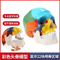 두개골 모형 해골 인체모형 실습용 해부, M. 색칠된 두개골지침 포함