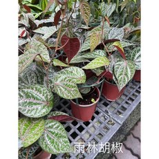 藤蔓植物 (風) 雨林胡椒 彩脈楓藤 美脈藤 5-6吋盆/高10-40cm 新葉紅色 (有微焦葉，在意者勿下單), 1個