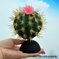 머스코 자동차 선인장모형 안테나 볼 장식용품, 진분홍 플라워 선인장 받침대 포함