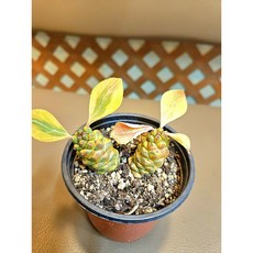 팅커벨 리디아이골드