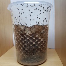 먹이용 큰 흔적날개초파리 사마귀 개구리 소형 동물 먹이 300마리 or 50마리 (흔날초), 50마리(배양용), 기본포장(여름겨울철선택x), 1개