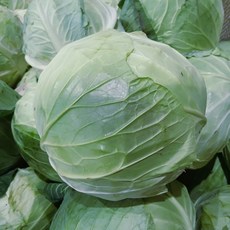 친환경 양배추, 2kg, 2개