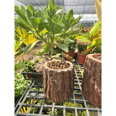 霏霏園藝 白水木圓葉品種 如蓮花般綻放 5-6吋木頭盆栽 居家綠植美化, 1個, 5-6吋木頭盆900元