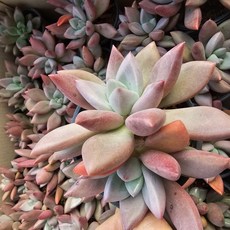 [해뜰다육] 루비도나 다육식물 선인장, 1개, 1