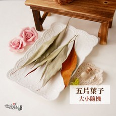 極度花燥 澳洲進口 乾燥金樺葉 雙色葉材, 金樺葉,5片葉子 ,大小隨機出貨
