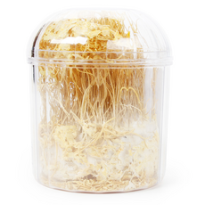 바이오마켓_동충하초(국산) 45g/부부약업사, 2개