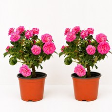 1+1 더블임파첸스 모종 화초 겹꽃 서양 봉선화, 1세트, 더블임파첸스 1+1