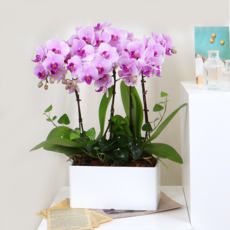 에코플라워 서양란 (사각분 레이 22x45) 전국당일배송 사진전송 승진 영전 인사이동 진급 취임 개업 당일배송 h-0494, 1개