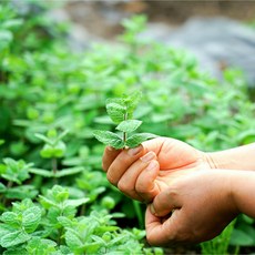 유기농 애플민트 생잎 모히또용 허브, 50g, 1개