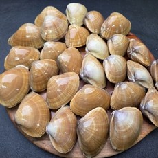 국내산 생물 명주조개 1kg