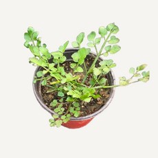 [오감] 돌미나리 모종 묘종, 3개