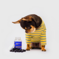 밸런스펫 조인트 강아지 관절 영양제 슬개골 보조제, 1개, 뼈/관절강화, 80정