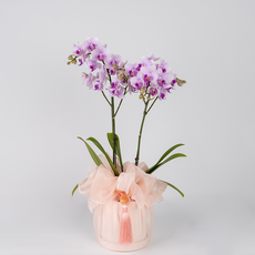 [그래 난] 보자기난 (서울.경기.인천 무료 당일배송!) 연분홍 호접란 동양란 서양란 보자기난 어버이날 스승의날 개업 취임 승진 병문안 꽃배달 난배달 퍼플미스트, 1개