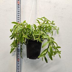 꽃(봄)을 기다다리는~로드게쉬 (덴드로비움), 1개