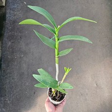 서양란 덴파레 엘카풀 (꽃이 진 개체로 발송) 플랜테리어 스마일화훼유통, 1개