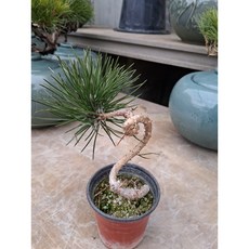 팅커벨 미니소나무(육송), 1개