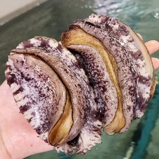 완도 왕특대 완도 활 전복 직거래 7-9미, 1박스, 1kg