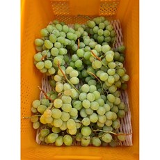 [새콤달콤한농원] 샤인머스켓 B품 바라포도 청포도 주스 와인 청 식초 비품 쥬스 못난이 파지 과일 가공용, 5kg, 1개