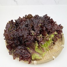 새벽시장/산지 상추 국내산 꽃상추 쌈채소 샐러드채소 상추, 1개, 1kg