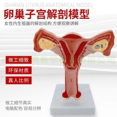 생식기 모형 병리학 내부 산부인과 해부학 성교육 실습 자궁 난소, B. 난소 포함 자궁