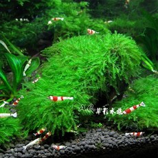 AC草影 珍珠莫絲水草造景, 1個