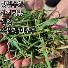 산지직송 햇 노지 초벌부추, 300g, 1박스