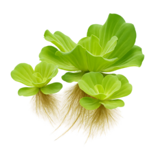 [착한수초] 수면 위 한송이 꽃 목련물배추 달팽이 없는 수초 초보수초 구피 새우 은신처 수초레이아웃 수초어항, 3개