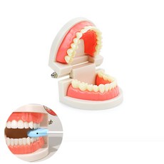 문가네 사람 이빨모형 양치교육