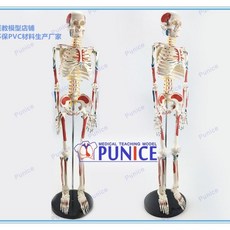 85cm人體骨骼模型附支架，可拆卸醫用教學模型，骨科關節穴位骨架模具, 不標數字不可彎曲